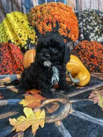 Malcom , a male Cavapoo for sale in Newton, IA – 4 of 4