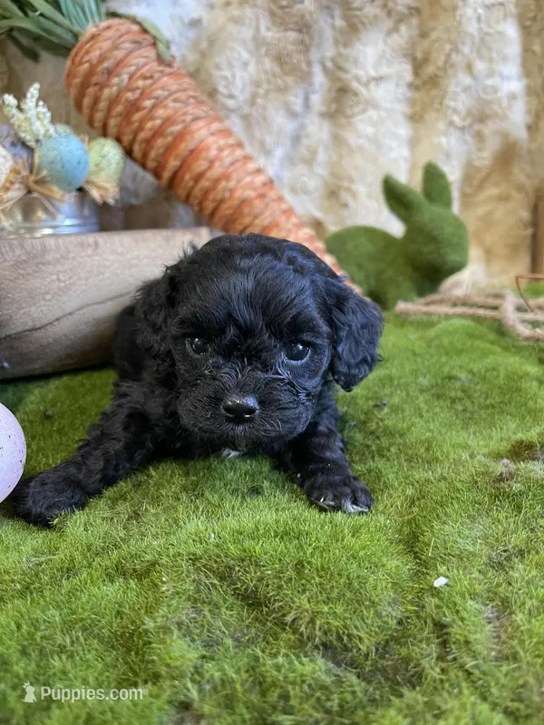 Harvey – Cavapoo puppy for sale in Newton, IA