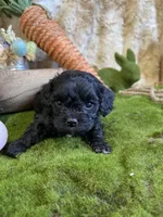 Harvey, a male Cavapoo for sale in Newton, IA – Photo 1 of 5