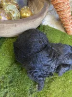 Harvey, a male Cavapoo for sale in Newton, IA – Photo 5 of 5