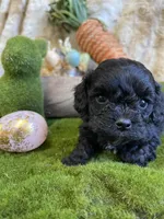 Harvey, a male Cavapoo for sale in Newton, IA – Photo 4 of 5