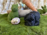 Harvey, a male Cavapoo for sale in Newton, IA – Photo 3 of 5