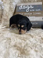 Casanova, a male Miniature Dachshund for sale in Newton, IA – 2 of 6