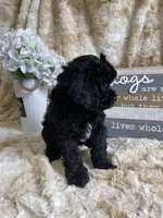 Onyx, a male Cockapoo for sale in Newton, IA – 2 of 2