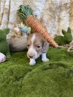 Millie, a female Miniature Dachshund for sale in Newton, IA – Photo 3 of 4