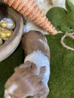 Millie, a female Miniature Dachshund for sale in Newton, IA – Photo 2 of 4