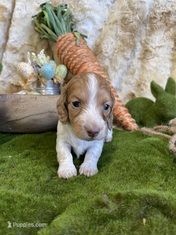 Millie – Miniature Dachshund puppy for sale in Newton, IA