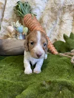 Millie, a female Miniature Dachshund for sale in Newton, IA – Photo 1 of 4