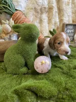 Millie, a female Miniature Dachshund for sale in Newton, IA – Photo 4 of 4