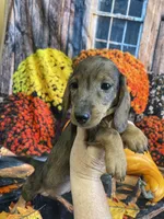 Sally, a female Miniature Dachshund for sale in Newton, IA – 5 of 6