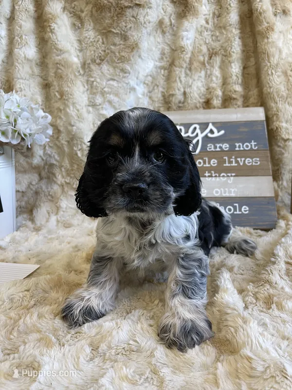 Tag – Cocker Spaniel puppy for sale in Newton, IA