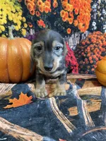 Buster, a male Miniature Dachshund for sale in Newton, IA – 3 of 5
