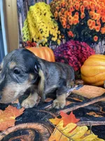 Bruno, a male Miniature Dachshund for sale in Newton, IA – 5 of 5