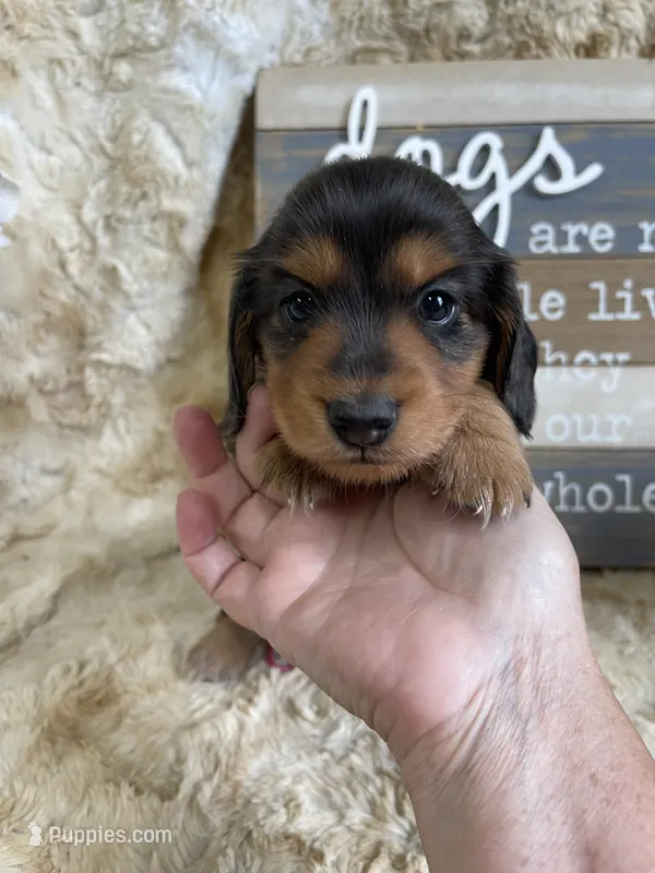 Pipper – Miniature Dachshund puppy for sale in Newton, IA