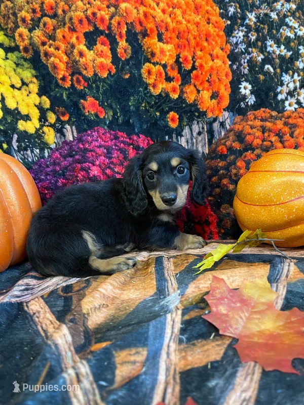 Razzberrie  – Miniature Dachshund puppy for sale in Newton, IA