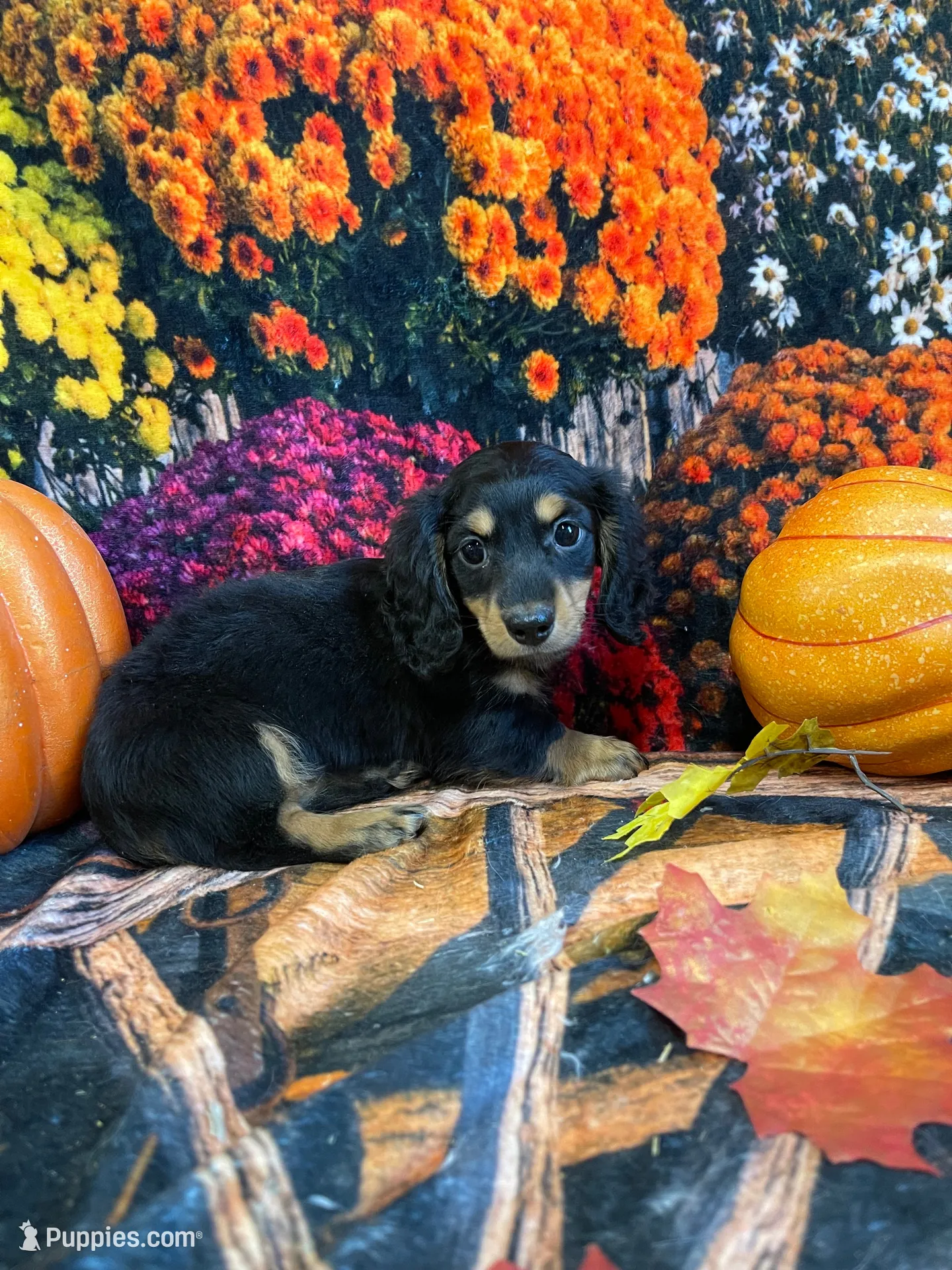 Razzberrie , a female Miniature Dachshund for sale in Newton, IA – 1 of 3