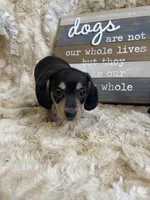Sprocket, a male Miniature Dachshund for sale in Newton, IA – 2 of 4