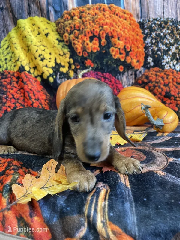 Sally – Miniature Dachshund puppy for sale in Newton, IA