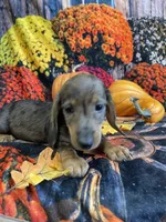 Sally, a female Miniature Dachshund for sale in Newton, IA – 1 of 6