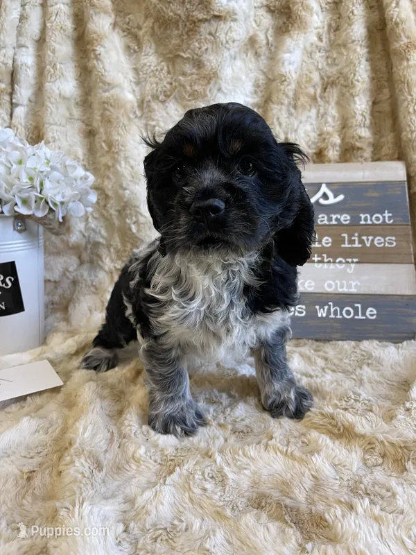 Hillie – Cocker Spaniel puppy for sale in Newton, IA