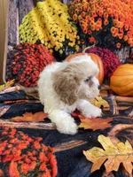Daisey, a female Cavapoo for sale in Newton, IA – 2 of 3