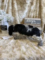 Hillie, a female Cocker Spaniel for sale in Newton, IA – 5 of 5