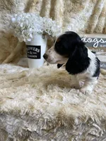 Knox, a male Miniature Dachshund for sale in Newton, IA – 3 of 6