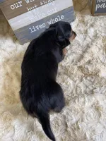 Ted, a male Miniature Dachshund for sale in Newton, IA – Photo 3 of 3