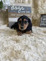 Ted, a male Miniature Dachshund for sale in Newton, IA – Photo 2 of 3