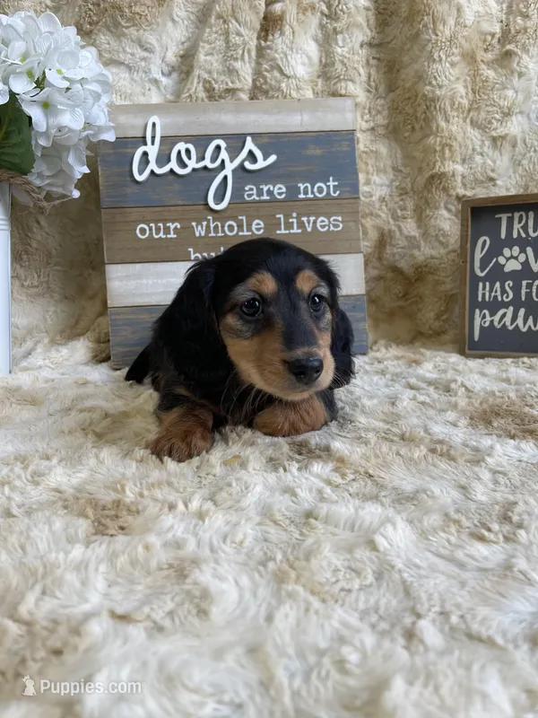 Ted, a male Miniature Dachshund for sale in Newton, IA – Photo 1 of 3