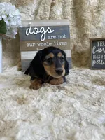 Ted, a male Miniature Dachshund for sale in Newton, IA – Photo 1 of 3