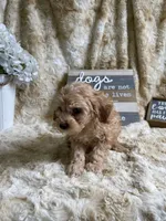 Knick-Knack, a male Cockapoo for sale in Newton, IA – 3 of 4