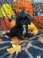 Malcom , a male Cavapoo for sale in Newton, IA – 2 of 4