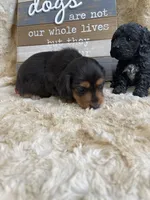 Pipper, a female Miniature Dachshund for sale in Newton, IA – 4 of 5