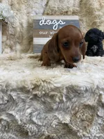 Cecilia, a female Miniature Dachshund for sale in Newton, IA – 2 of 6