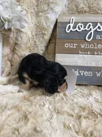 Casanova, a male Miniature Dachshund for sale in Newton, IA – 4 of 6
