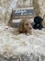 Linus, a male Miniature Dachshund for sale in Newton, IA – 4 of 5