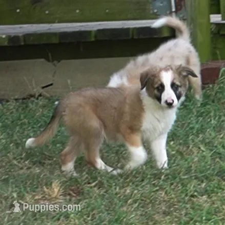 Doby – Border Collie puppy for sale in Rock, KS