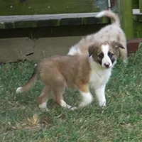 Doby, a male Border Collie for sale in Rock, KS – 1 of 8