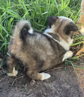 Stellan, a male Border Collie for sale in Rock, KS – 4 of 10