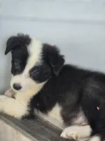Sylvester , a male Border Collie for sale in Rock, KS – 2 of 10
