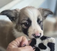 Doby, a male Border Collie for sale in Rock, KS – 7 of 10