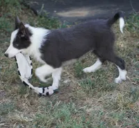 Dax, a male Border Collie for sale in Douglass, KS – 6 of 9