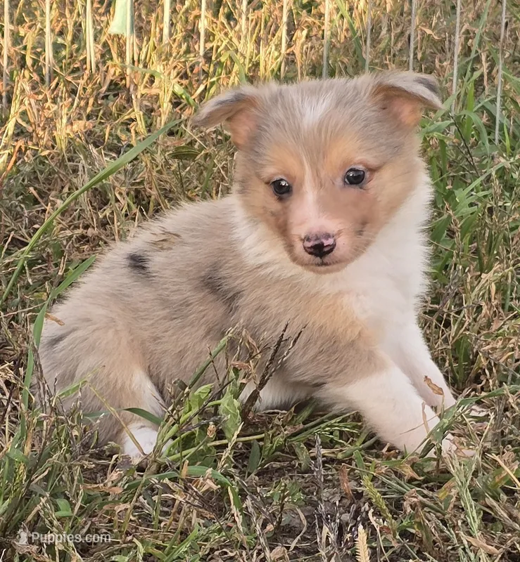 Fairydust – Border Collie puppy for sale in Douglass, KS