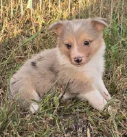 Fairydust, a female Border Collie for sale in Douglass, KS – 1 of 5