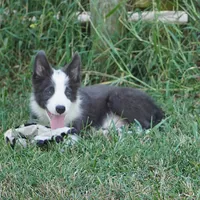 Dax, a male Border Collie for sale in Douglass, KS – 9 of 9