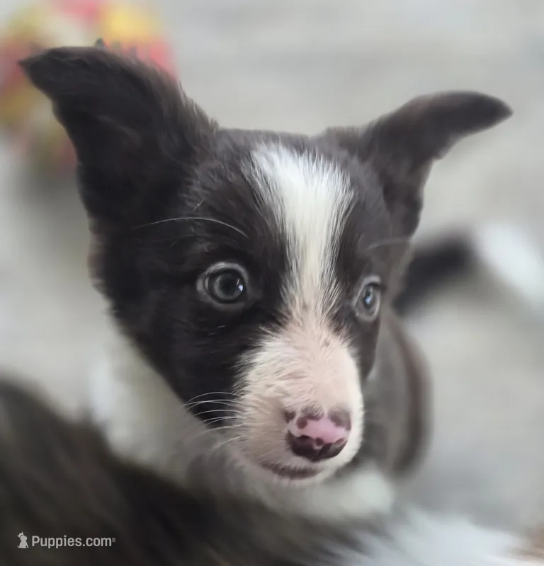 Destiny – Border Collie puppy for sale in Rock, KS