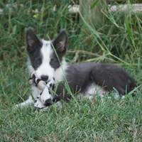 Dax, a male Border Collie for sale in Douglass, KS – 2 of 9