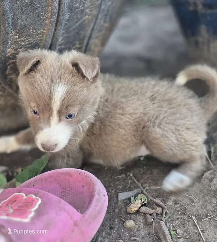 Sage  – Border Collie puppy for sale in Rock, KS