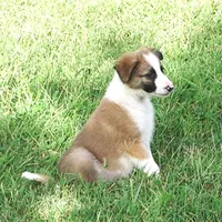 Doby, a male Border Collie for sale in Rock, KS – 5 of 8